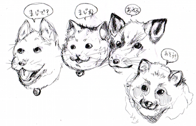 dogcatfoxraccoon